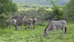 Hotels in Hluhluwe