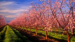 Hotels in Yuba City