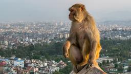 Hotels in Nepal